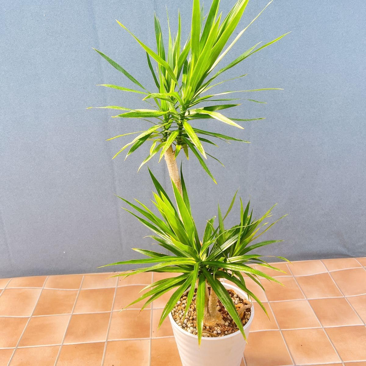 現品　ドラセナ　コンシンネ　マジェンダ　観葉植物　インテリア　インテリアグリーン Amazon｜ドラセナ コンシンネ マジェンダ 観葉植物 インテリア 室内